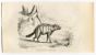 Aardwolf