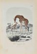 Giraffe - SOLD