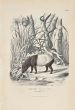 Tapir Maiba