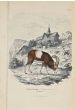 Mouflon Musmon