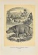 Hippopotamus Amphibious 