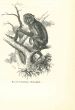 The Monkey
