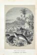 Monk Seals