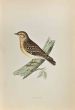 Wood Lark