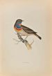 Bluebreast