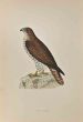 Honey Buzzard