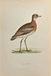 Great Plover 