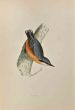Nuthatch