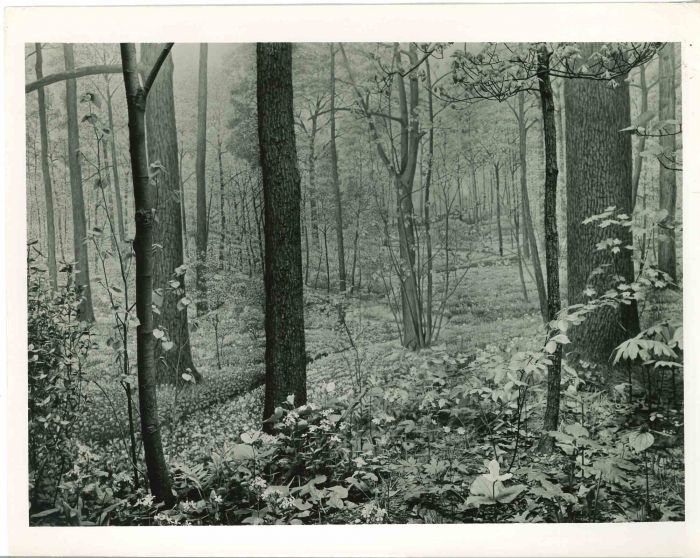 American Museum of Trees - American Vintage Photograph