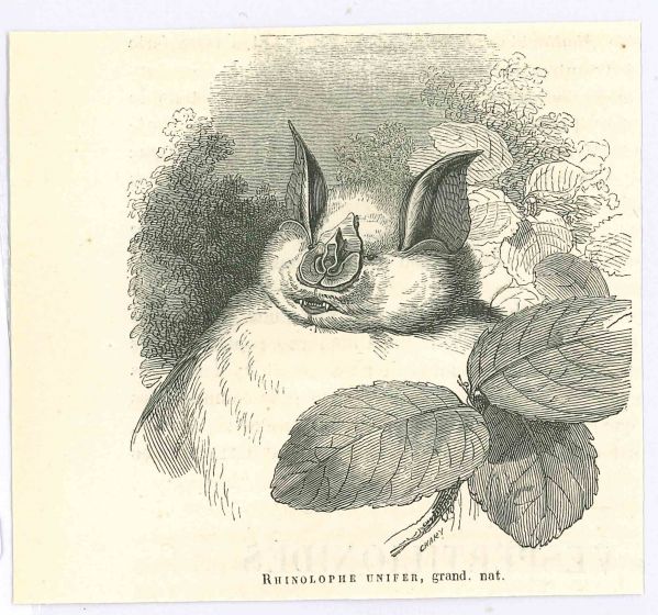 The Bat