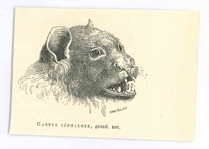 Harpie Céphalote