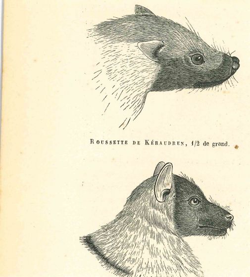 The Wolf And The  Mouse