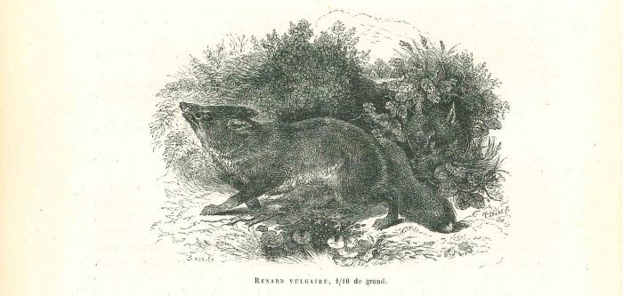 The Wolf