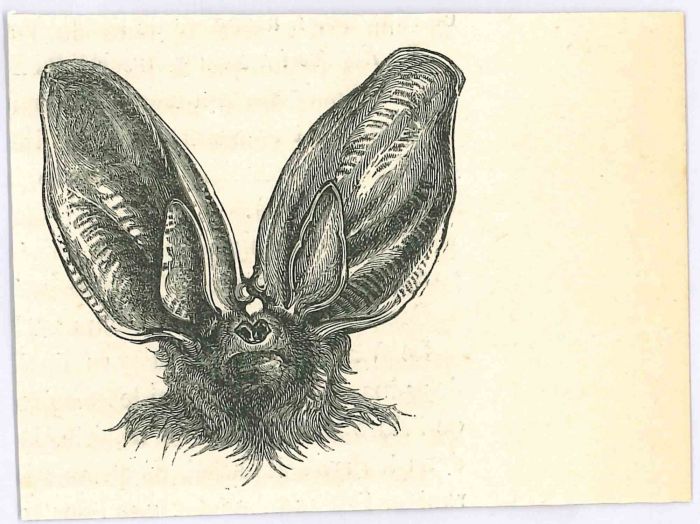 The Bat