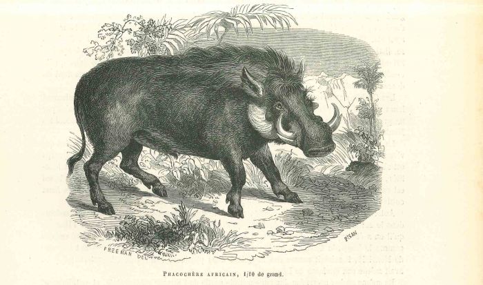 African Warthog