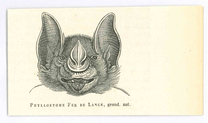 The Bat