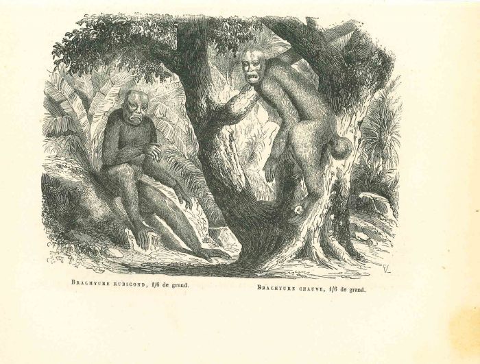 The Orangutan