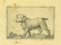 Dog by Antonio Tempesta - Artwork 
