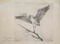 The Bird