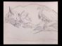 Sleeping Cat 