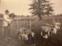 The Old Days - Herds in the Maremma (Tuscany)