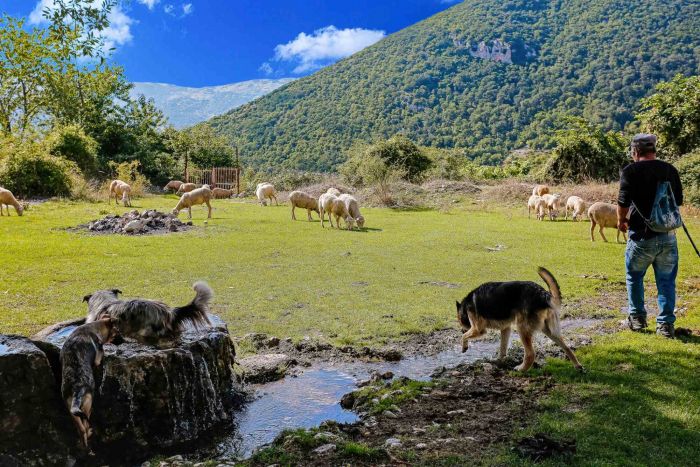 Cindi Emond - Moving the Flock Through Frattura Vecchia - Original Photographs