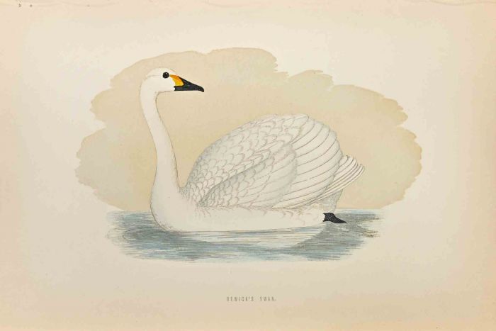 Bewick's Swan