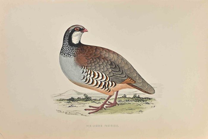 Red-Legged Patridge