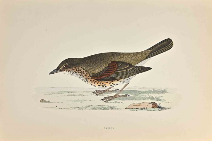 Thrush