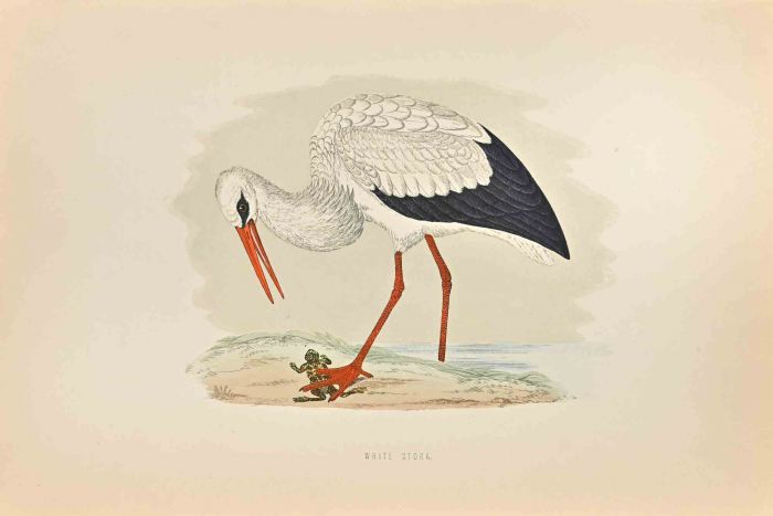 White Stork