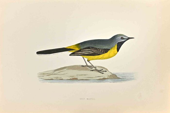 Grey Wagtail