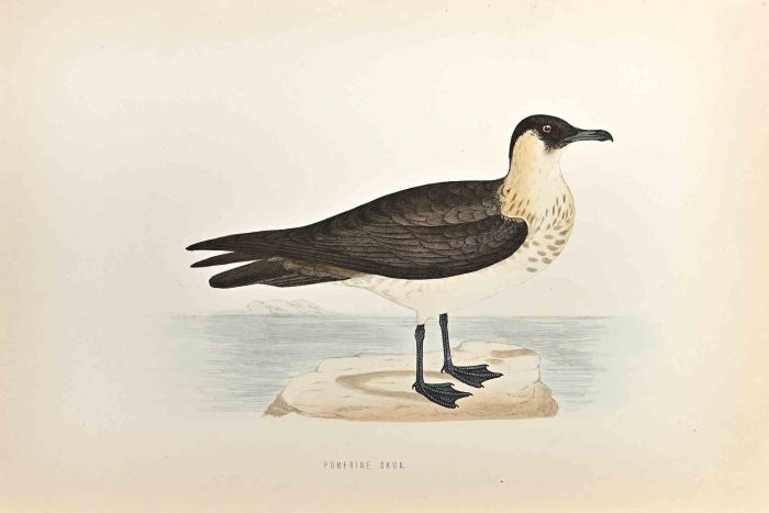 Pomerine Skua