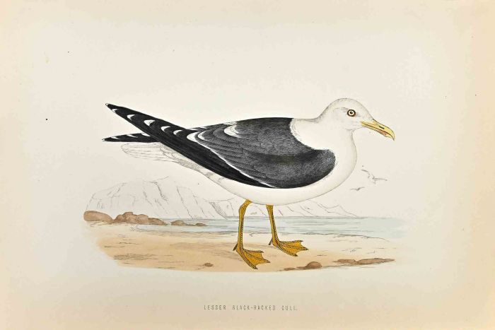 Lesser Black-Backed Gull