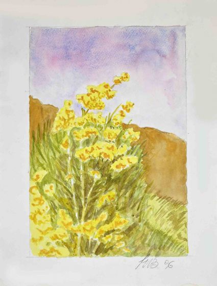 Wildflowers
