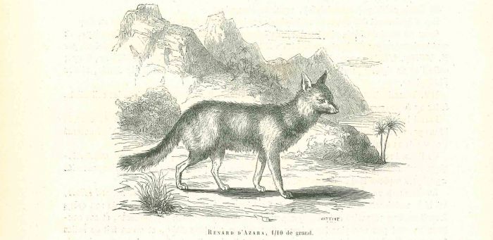 The Wolf