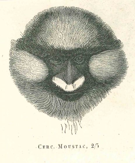 The Monkey