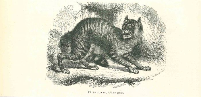 The Cat