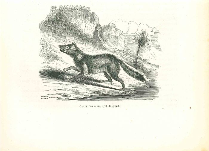 Canis Crabier
