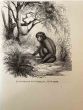 The Monkey