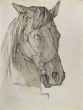 Horse's Head