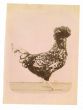 The Old Days Photo - Animals - Vintage Photograph 