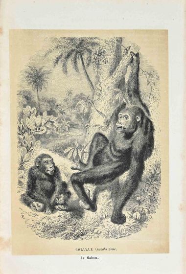 Gorilla