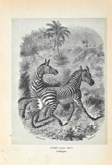 Zebra