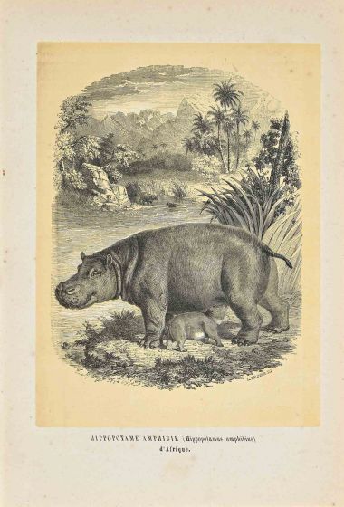 Hippopotamus Amphibious 