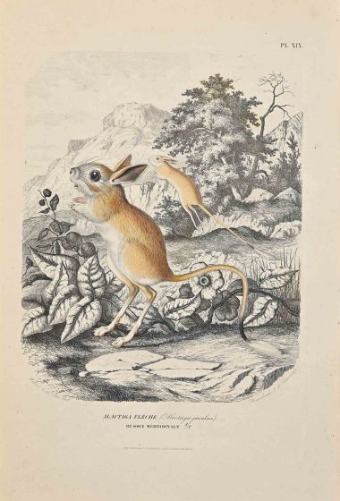 Alactaga Flèche