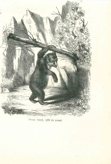 The Bear