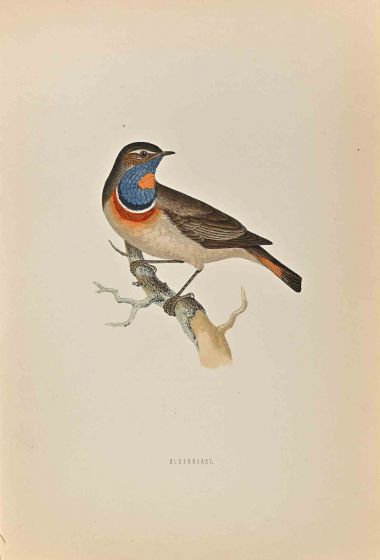 Bluebreast