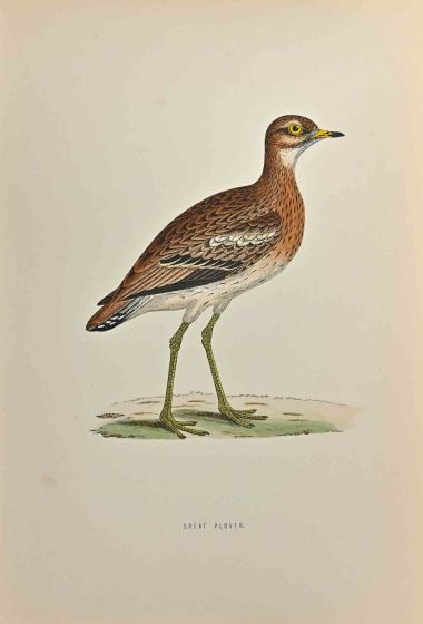 Great Plover 