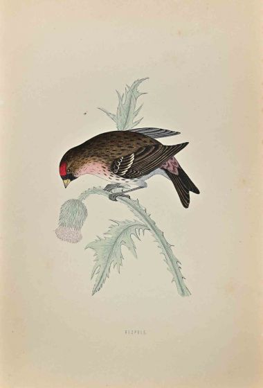 Redpole