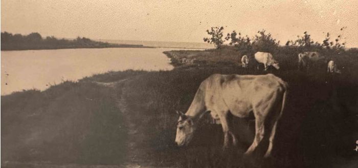 The Old Days  Photo - Herd